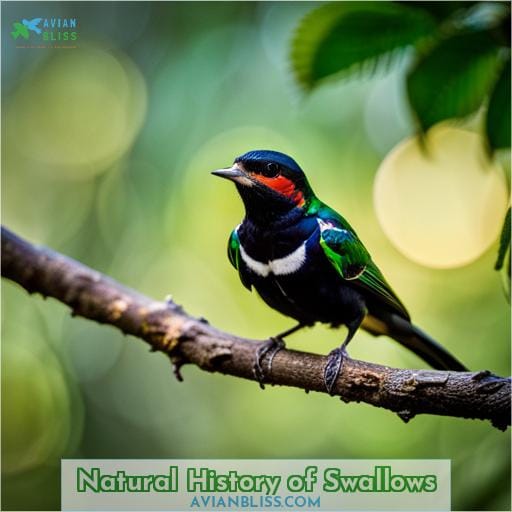 Natural History of Swallows