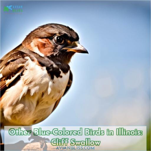 Other Blue-Colored Birds in Illinois: Cliff Swallow