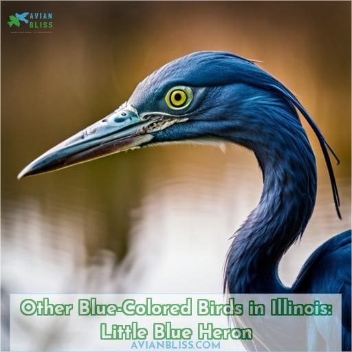 Other Blue-Colored Birds in Illinois: Little Blue Heron