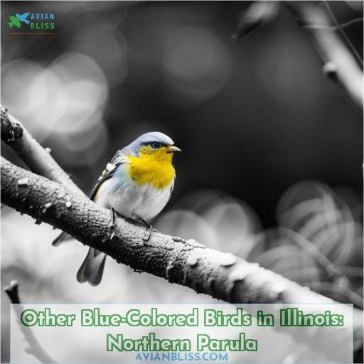 Other Blue-Colored Birds in Illinois: Northern Parula