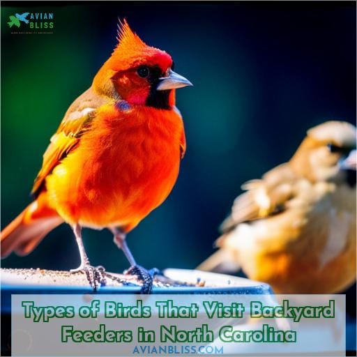 Types of Birds That Visit Backyard Feeders in North Carolina