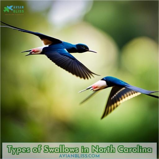 Types of Swallows in North Carolina