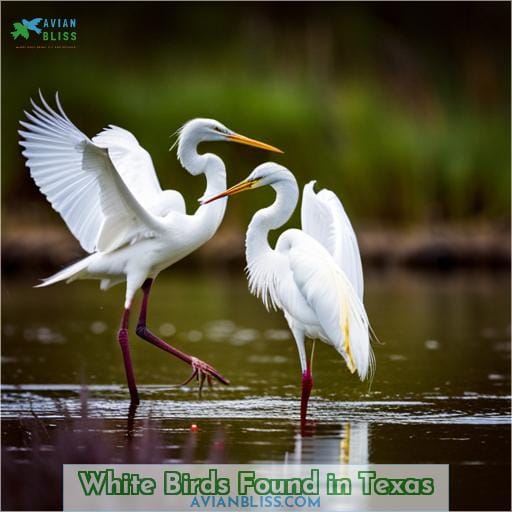 White Birds Found in Texas