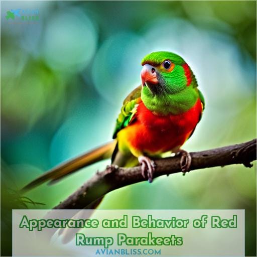 Appearance and Behavior of Red Rump Parakeets