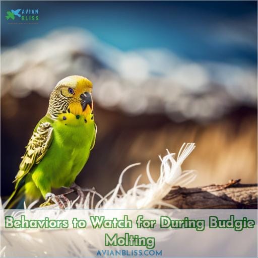 Behaviors to Watch for During Budgie Molting