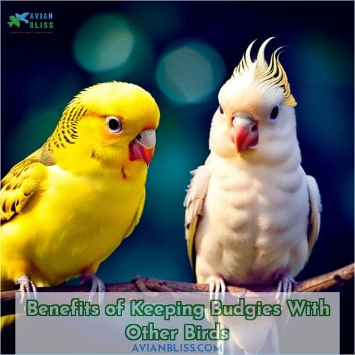 Benefits of Keeping Budgies With Other Birds