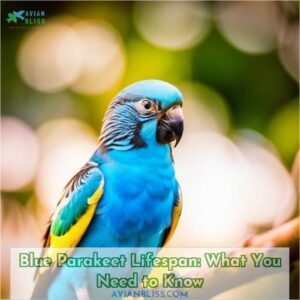 blue parakeet lifespan