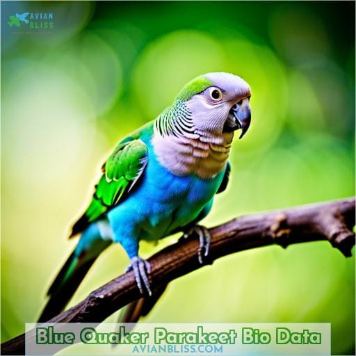 Blue Quaker Parakeet Bio Data