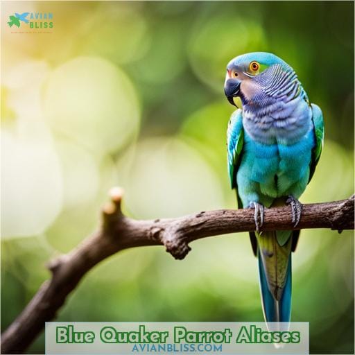 Blue Quaker Parrot Aliases