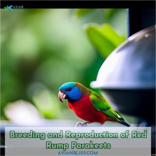 Breeding and Reproduction of Red Rump Parakeets