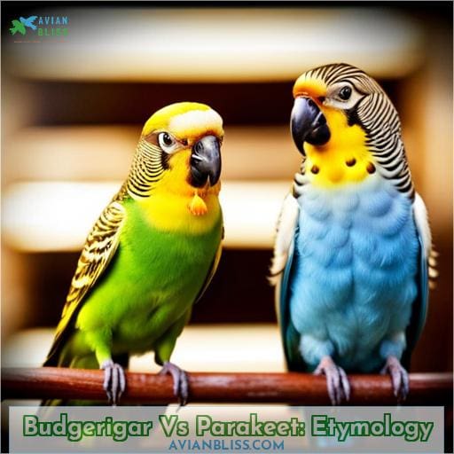 Budgerigar Vs Parakeet: Etymology