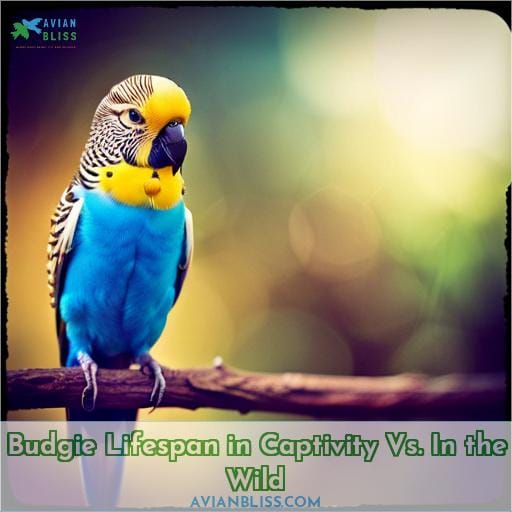 Budgie Lifespan in Captivity Vs. In the Wild