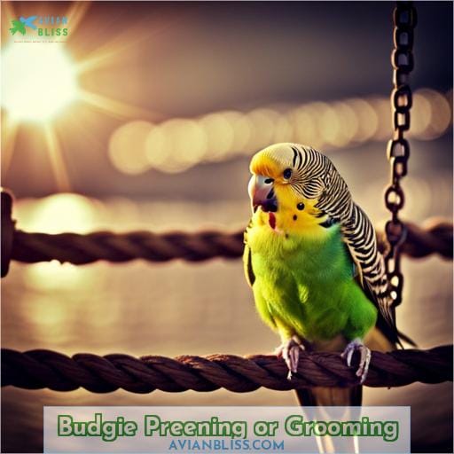 Budgie Preening or Grooming