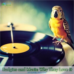 budgies and music
