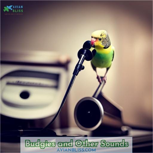 Budgies and Other Sounds