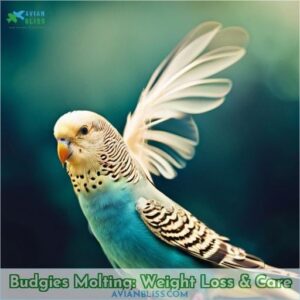 budgies lose weight molting