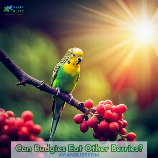 Can Budgies Eat Other Berries