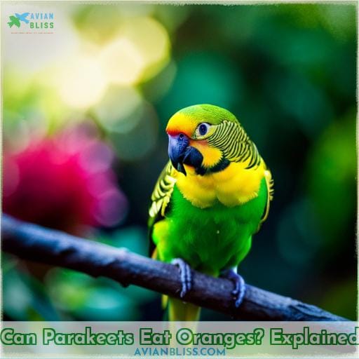can parakeets eat oranges explained