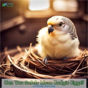 can you move budgie eggs