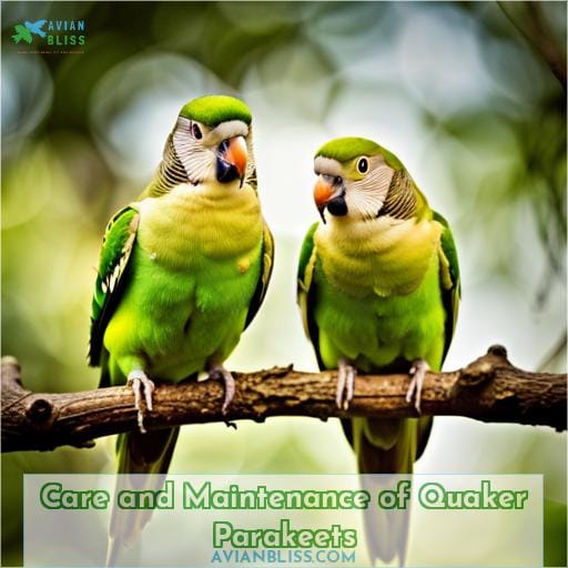 Care and Maintenance of Quaker Parakeets