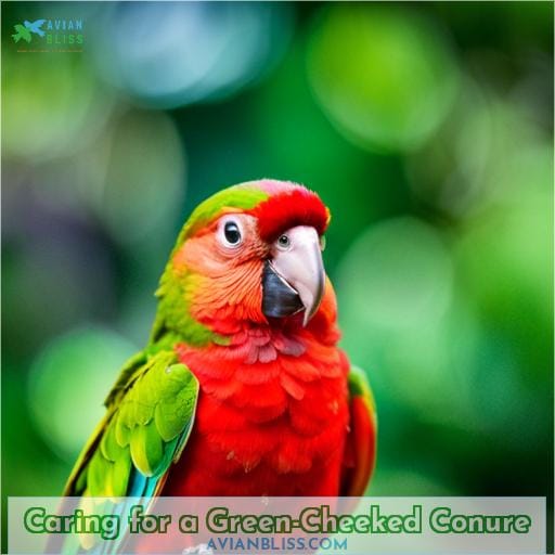 Caring for a Green-Cheeked Conure