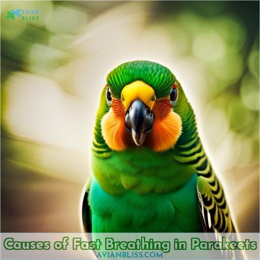 Causes of Fast Breathing in Parakeets