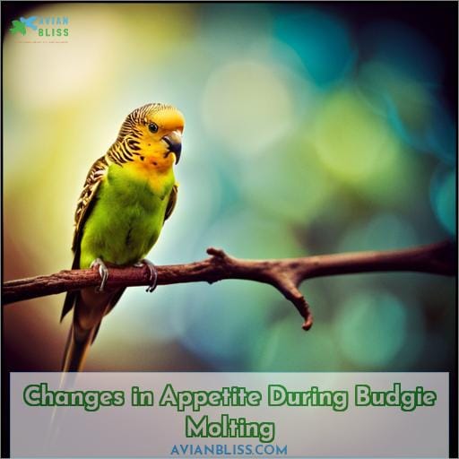 Changes in Appetite During Budgie Molting