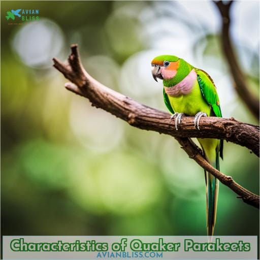 Characteristics of Quaker Parakeets