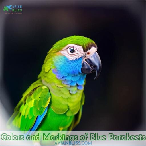 Colors and Markings of Blue Parakeets