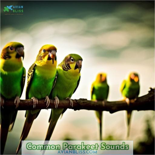 Common Parakeet Sounds