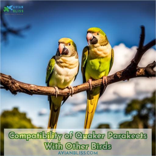 Compatibility of Quaker Parakeets With Other Birds