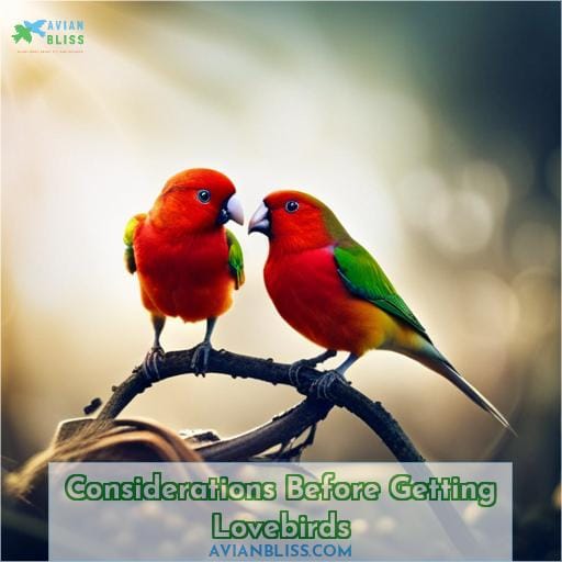 Considerations Before Getting Lovebirds