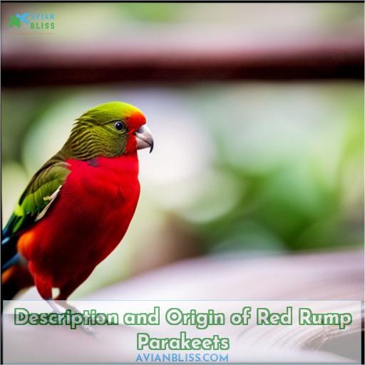 Description and Origin of Red Rump Parakeets