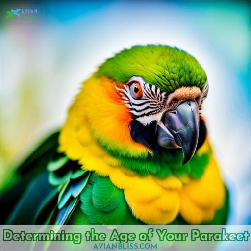 Determining the Age of Your Parakeet