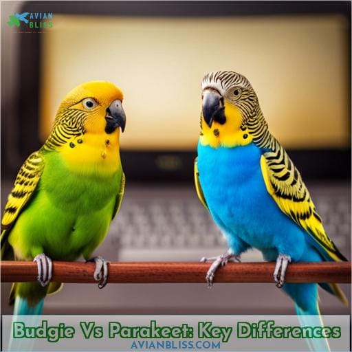 difference between budgie and parakeet