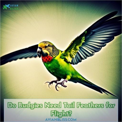 Do Budgies Need Tail Feathers for Flight