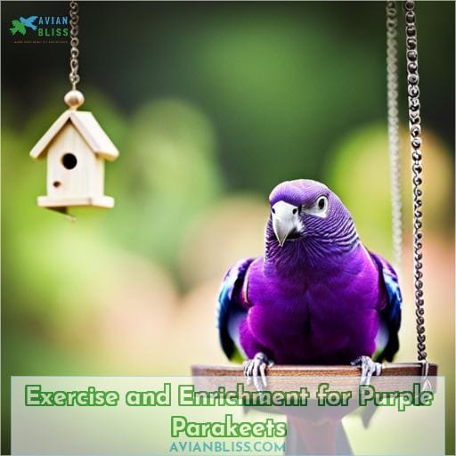 Exercise and Enrichment for Purple Parakeets