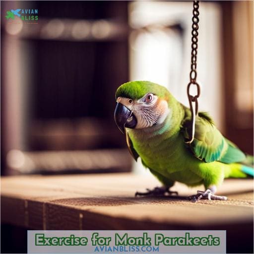 Exercise for Monk Parakeets