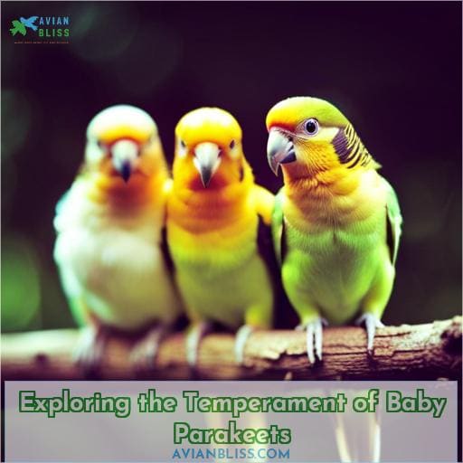 Exploring the Temperament of Baby Parakeets