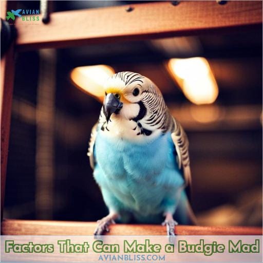 Factors That Can Make a Budgie Mad