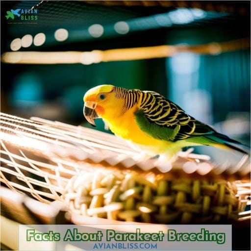 Facts About Parakeet Breeding