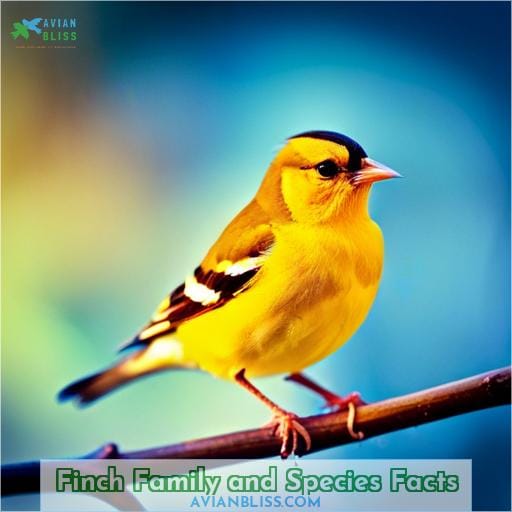 Finch Family and Species Facts