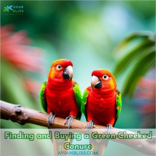 Finding and Buying a Green-Cheeked Conure