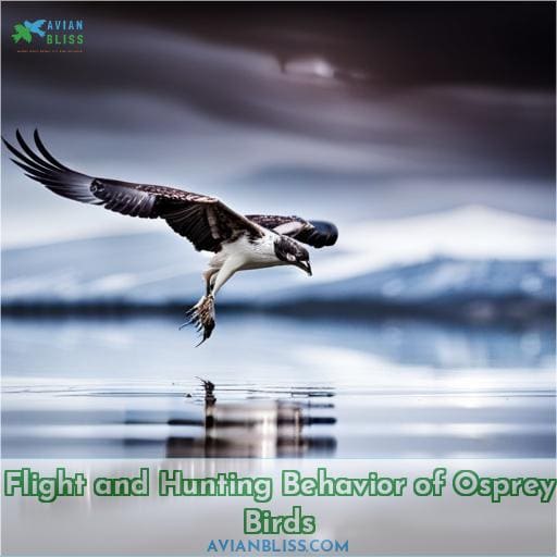 Flight and Hunting Behavior of Osprey Birds