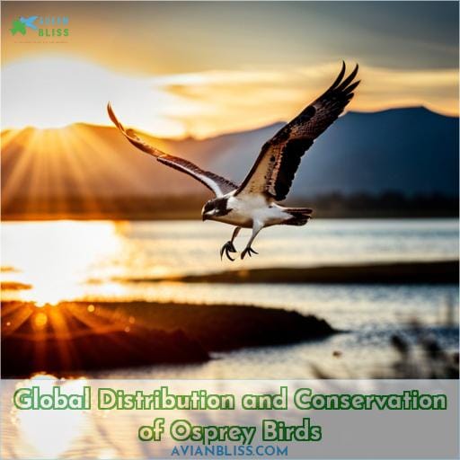 Global Distribution and Conservation of Osprey Birds