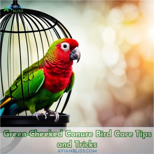 Green-Cheeked Conure Bird Care Tips and Tricks