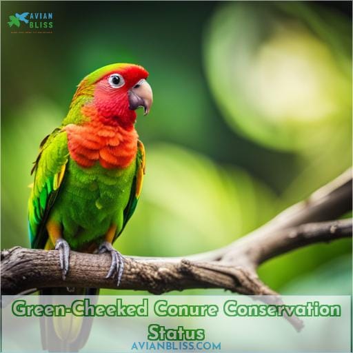 Green-Cheeked Conure Conservation Status