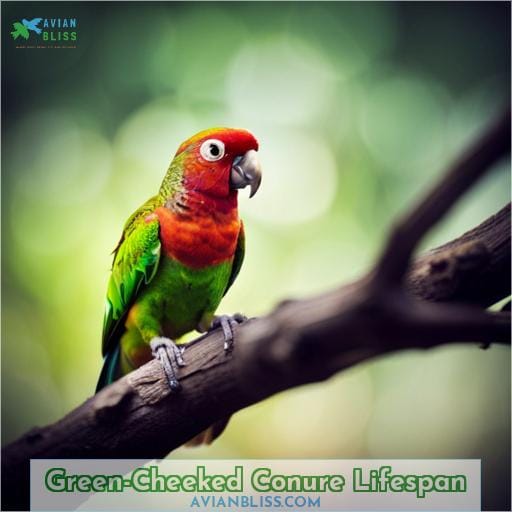Green-Cheeked Conure Lifespan