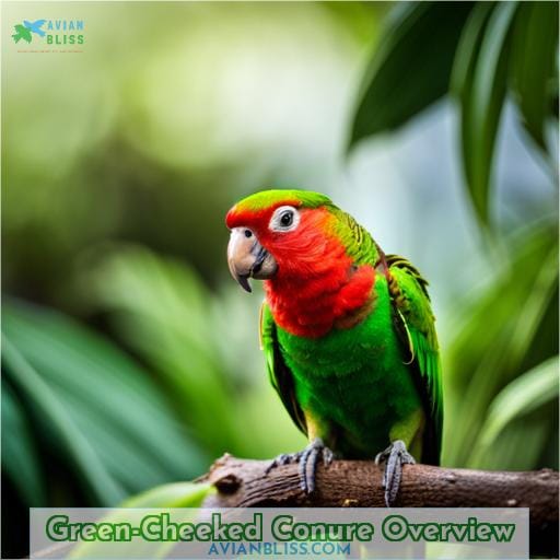 Green-Cheeked Conure Overview