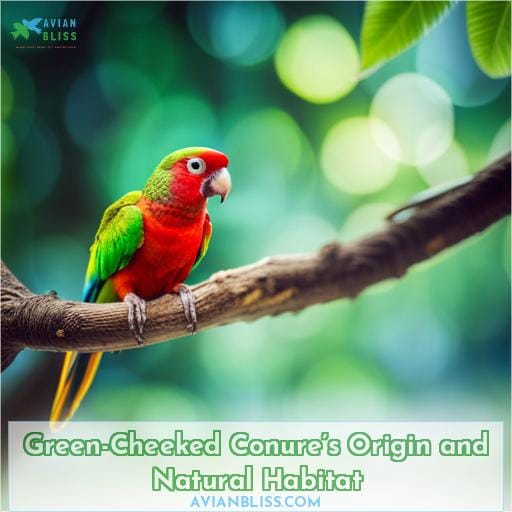 Green-Cheeked Conure’s Origin and Natural Habitat